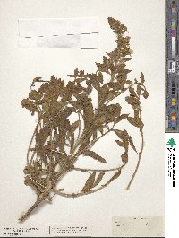 Eremothera boothii subsp. boothii image