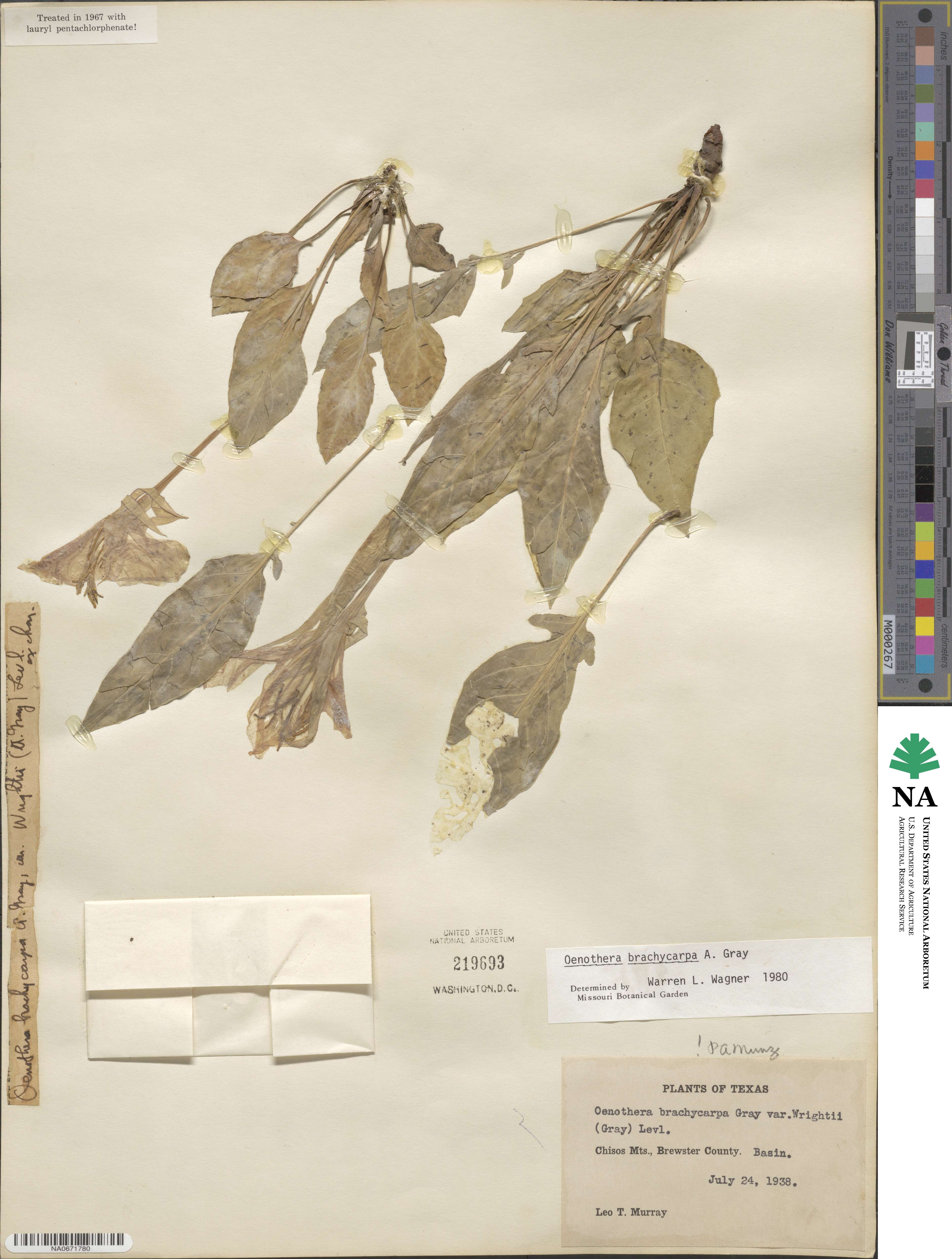 Oenothera brachycarpa image
