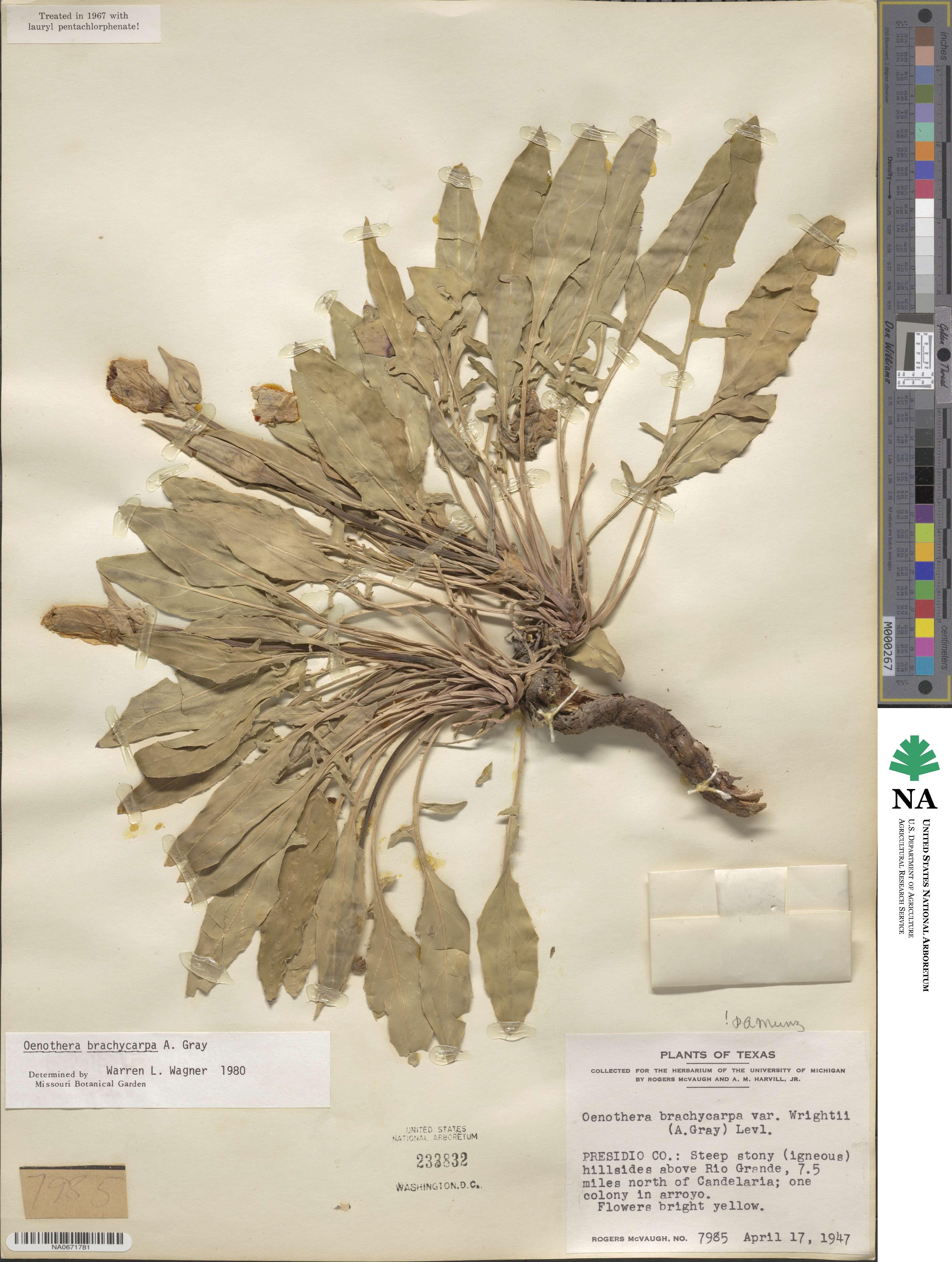 Oenothera brachycarpa image