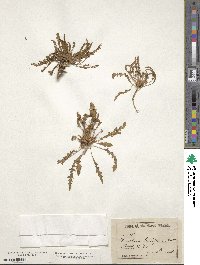 Taraxia breviflora image