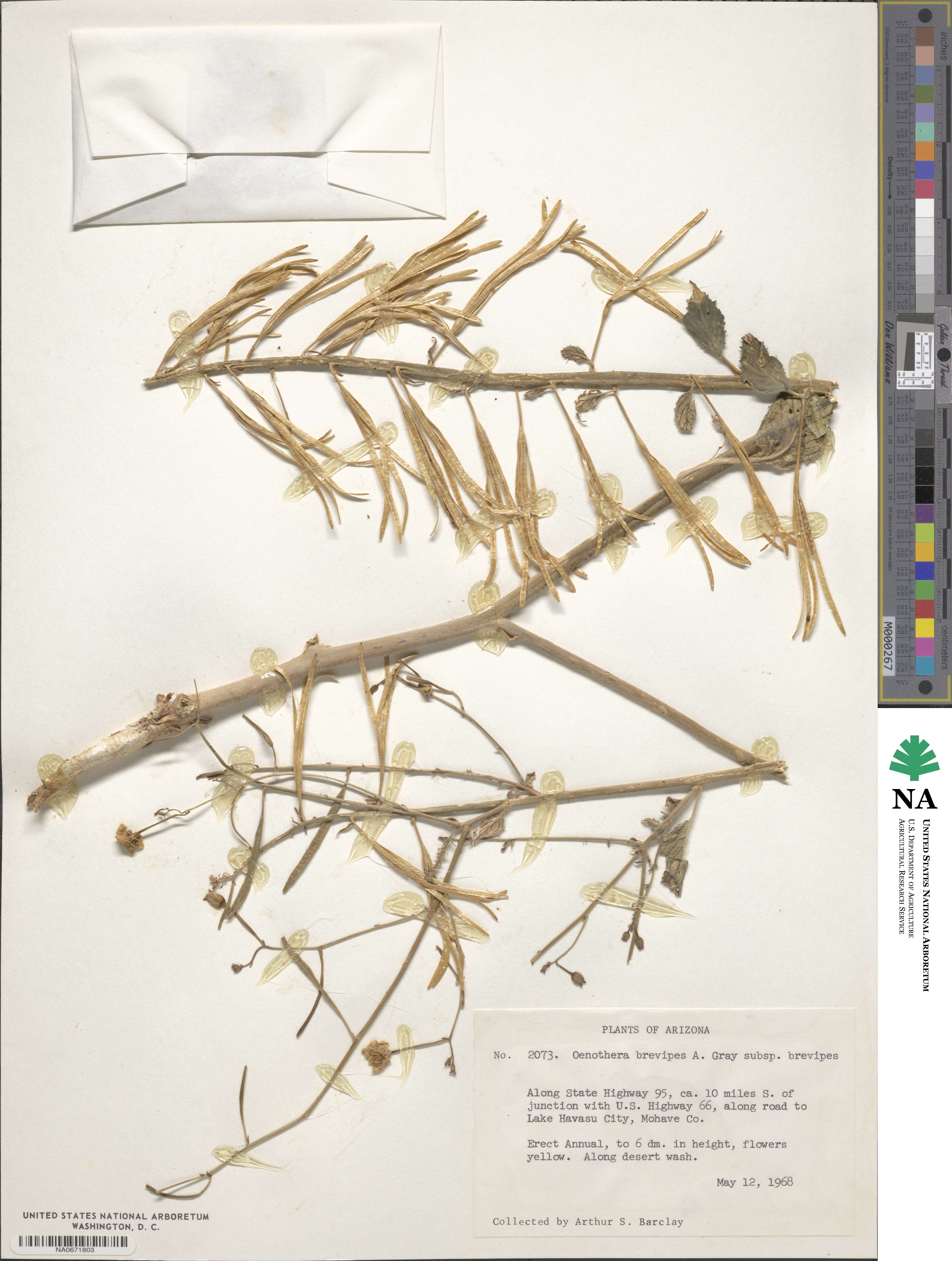 Chylismia brevipes subsp. brevipes image