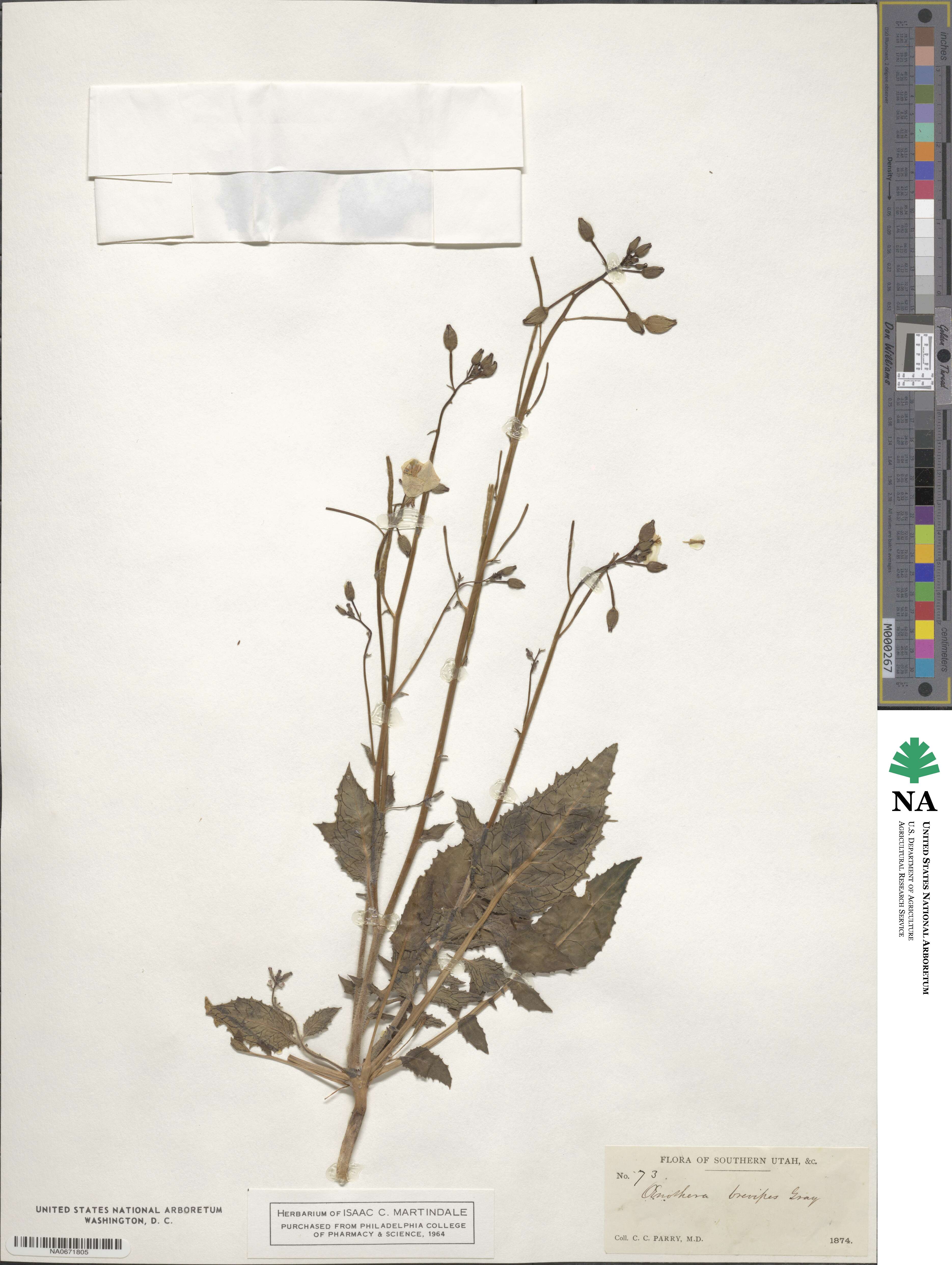 Chylismia brevipes image