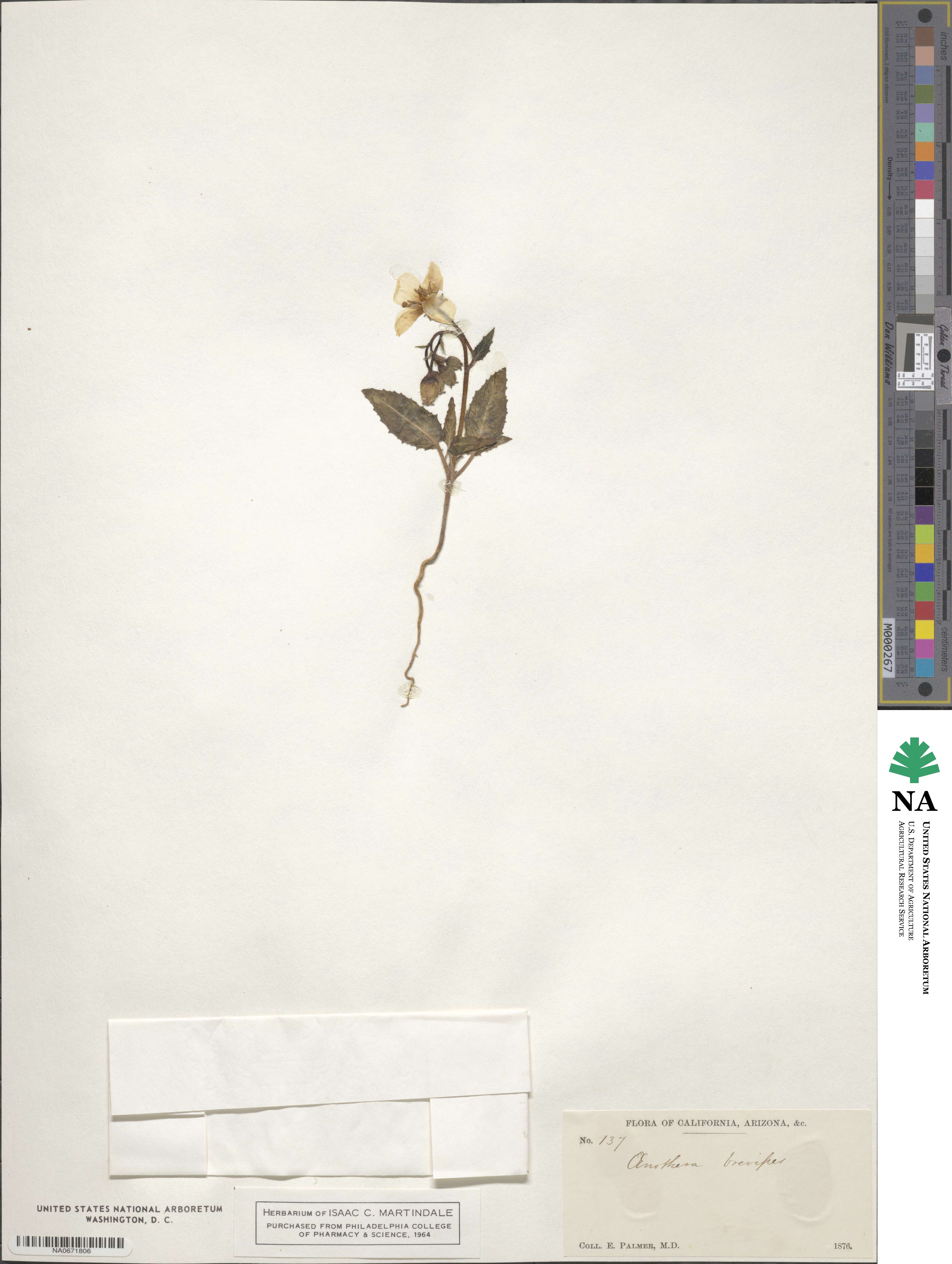 Chylismia brevipes subsp. brevipes image