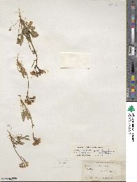 Chylismia brevipes subsp. brevipes image