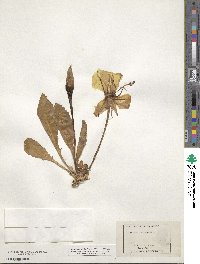 Epilobium subdentatum image