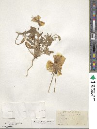 Epilobium subdentatum image