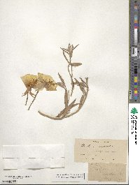 Oenothera californica image