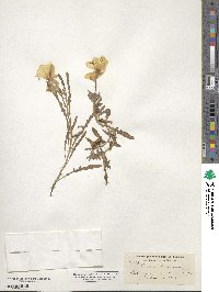 Oenothera californica image