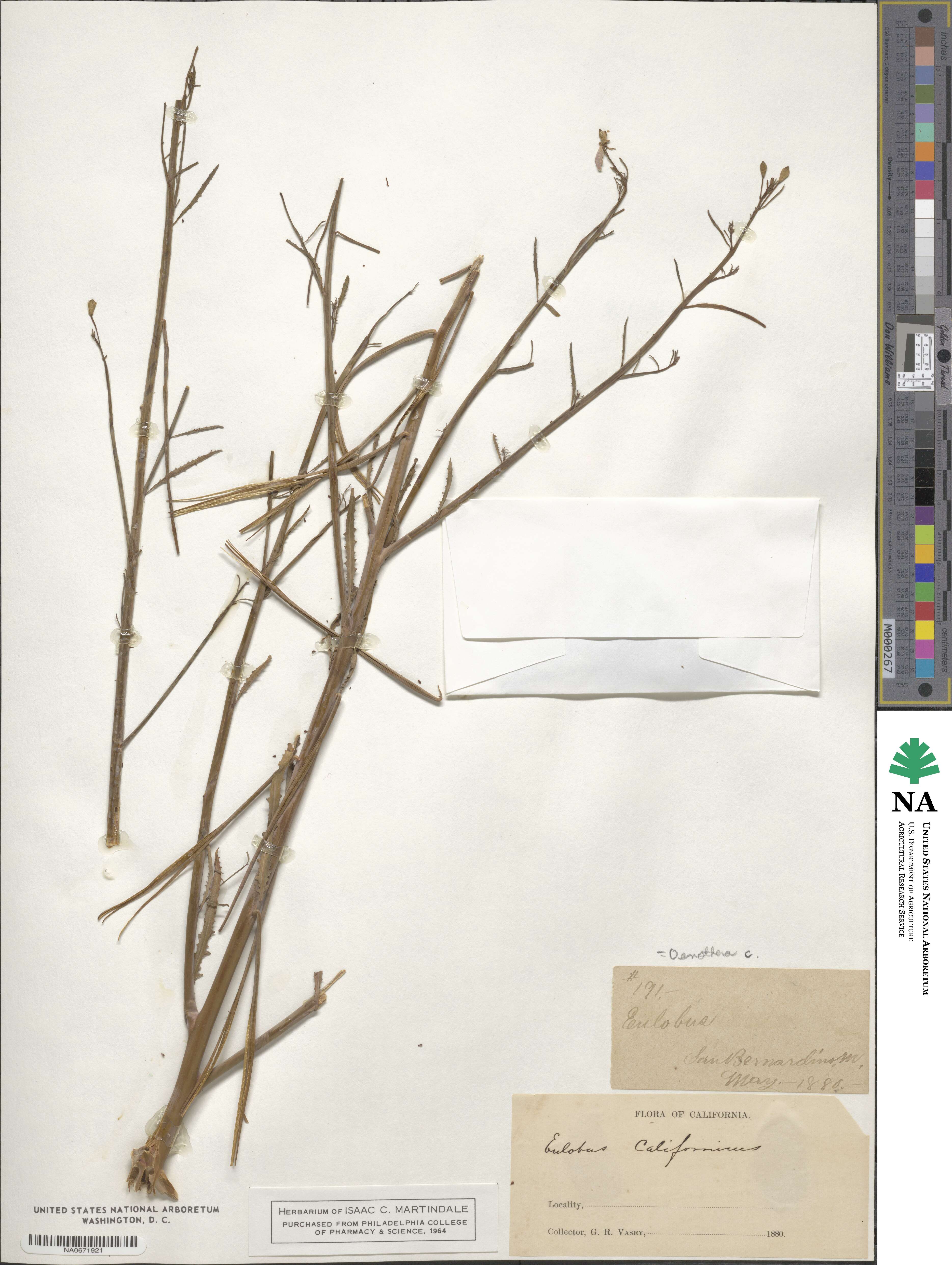 Oenothera californica image