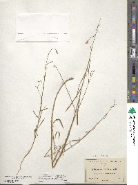 Oenothera californica image