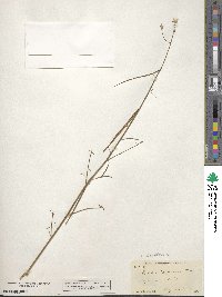 Oenothera californica image