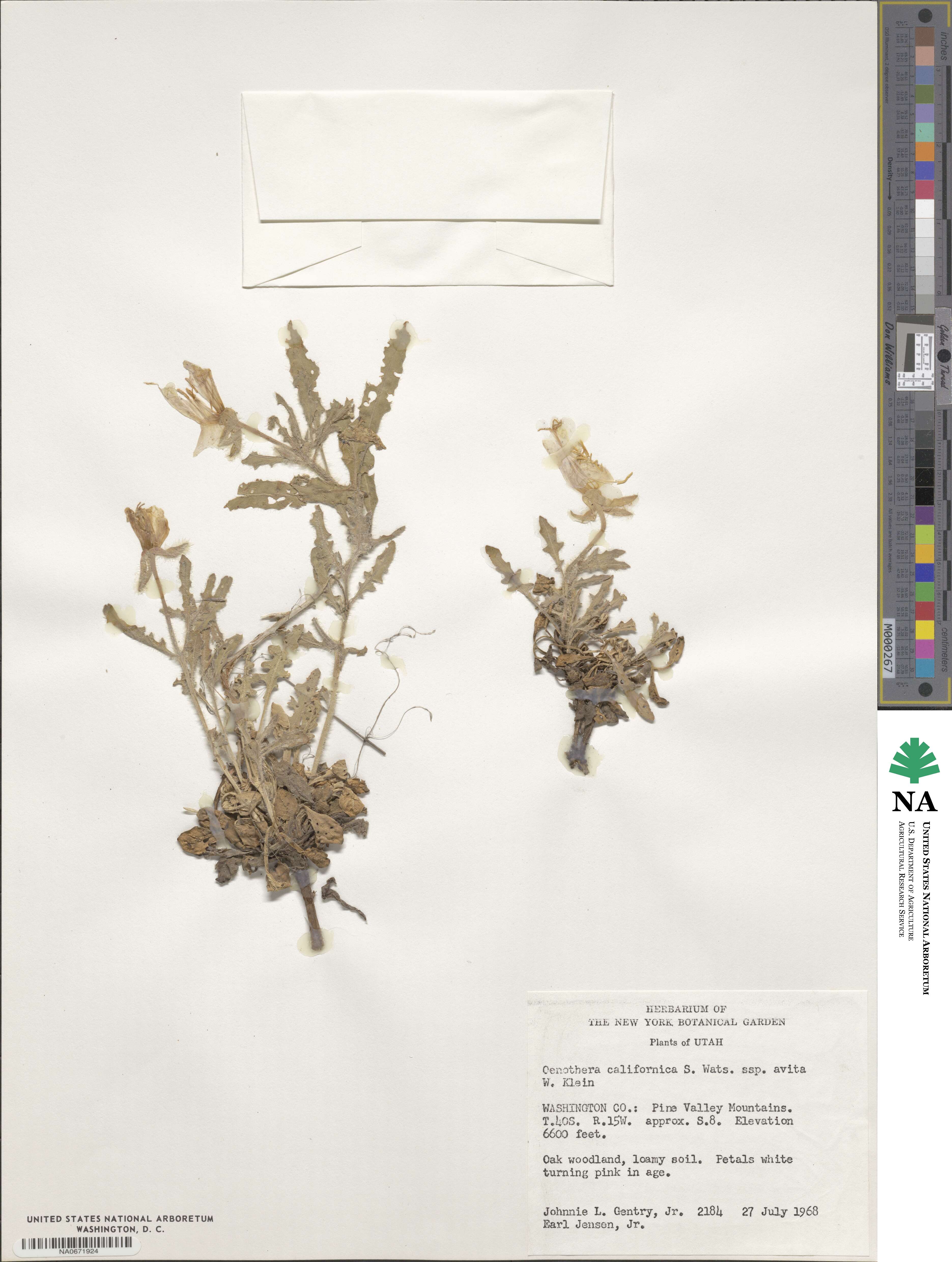 Oenothera avita subsp. avita image