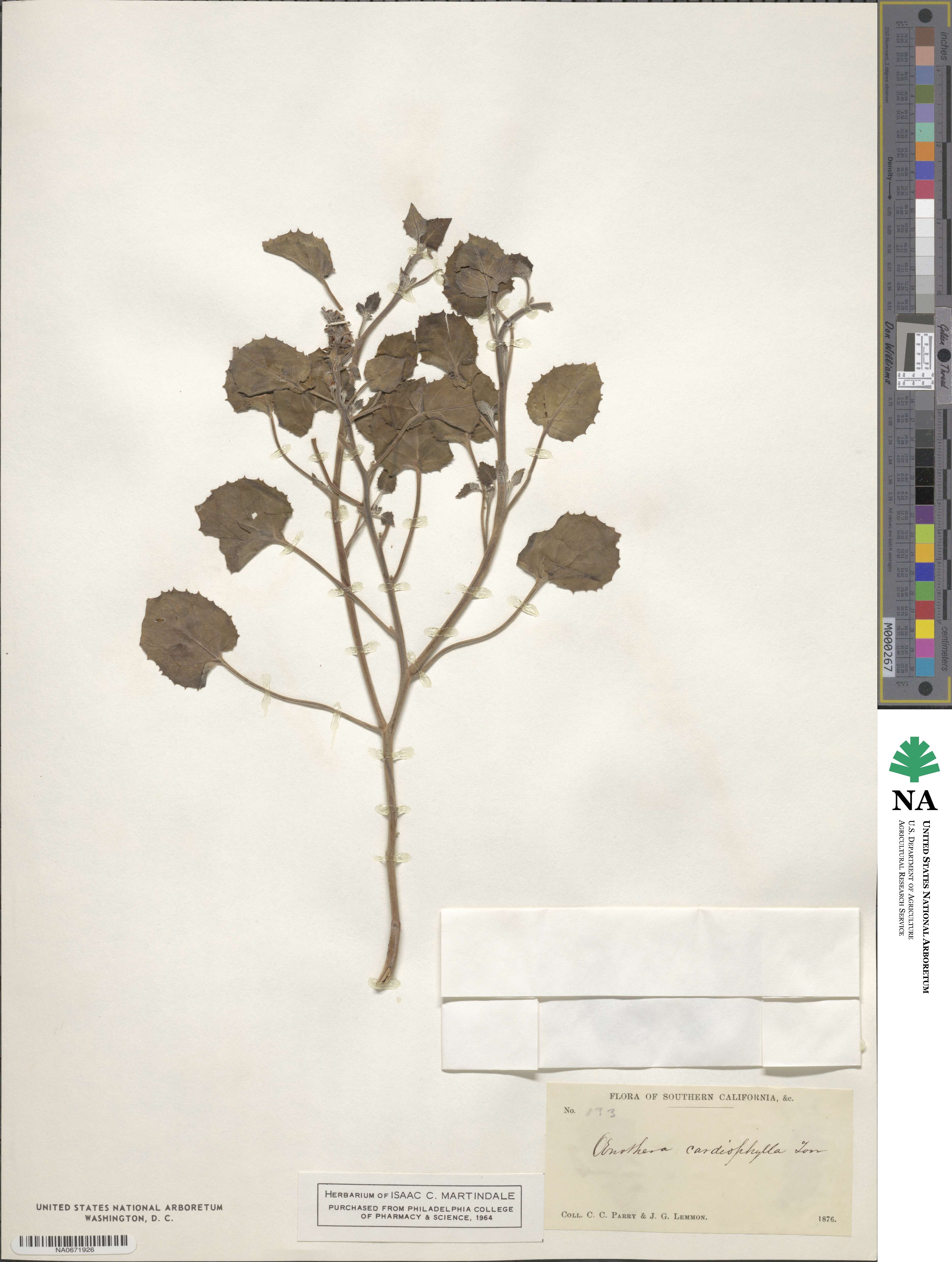 Chylismia cardiophylla subsp. cardiophylla image