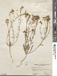 Eremothera chamaenerioides image