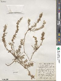 Camissoniopsis cheiranthifolia subsp. cheiranthifolia image