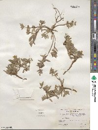 Camissoniopsis cheiranthifolia subsp. cheiranthifolia image