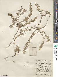 Camissoniopsis cheiranthifolia subsp. cheiranthifolia image