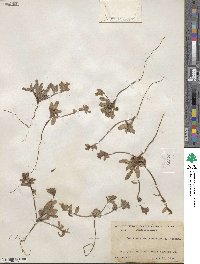 Camissoniopsis cheiranthifolia subsp. cheiranthifolia image