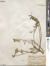 Camissoniopsis cheiranthifolia subsp. cheiranthifolia image