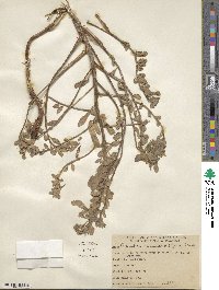 Camissoniopsis cheiranthifolia subsp. cheiranthifolia image