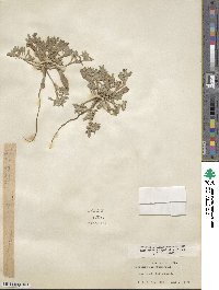 Camissoniopsis cheiranthifolia image