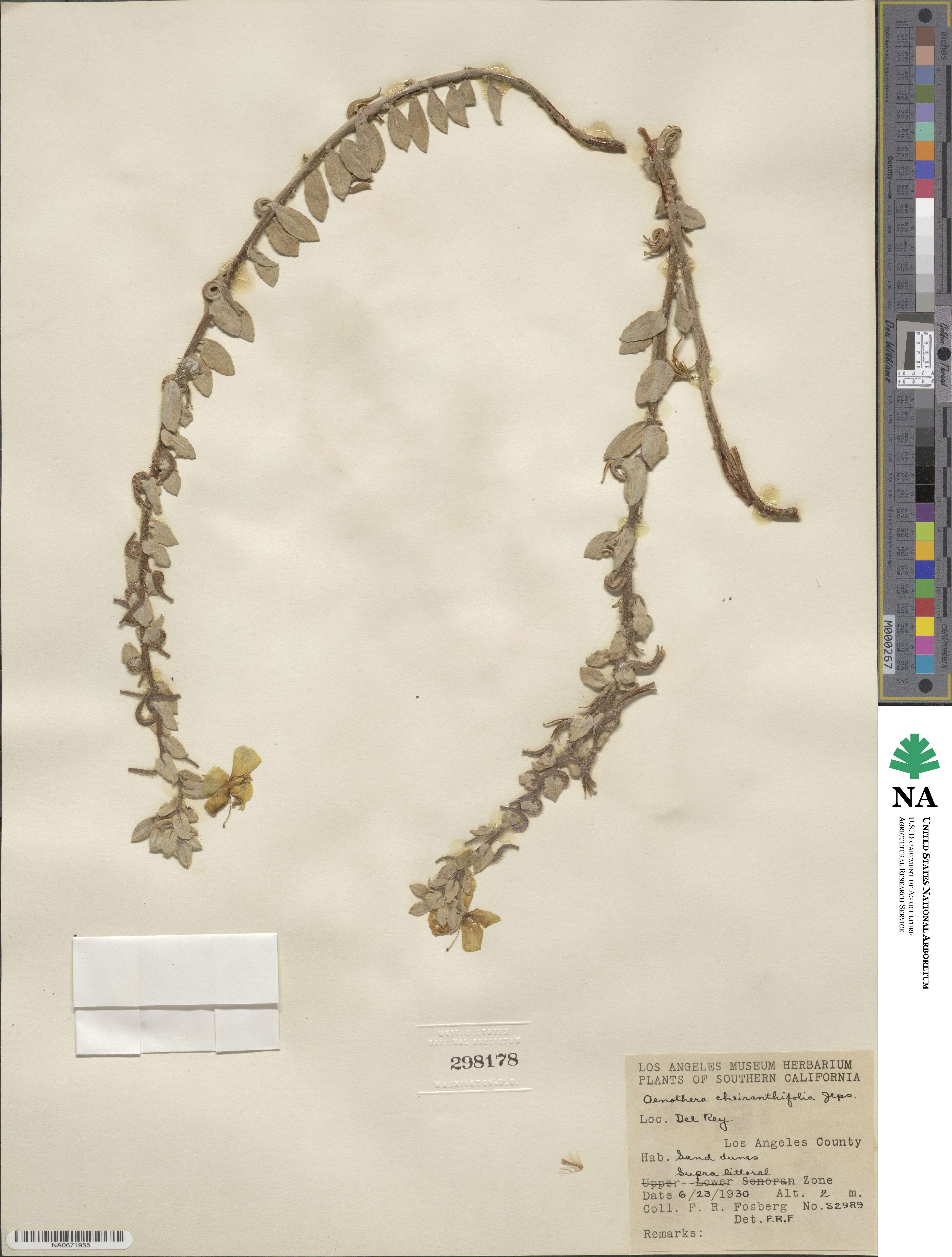 Camissoniopsis cheiranthifolia subsp. cheiranthifolia image