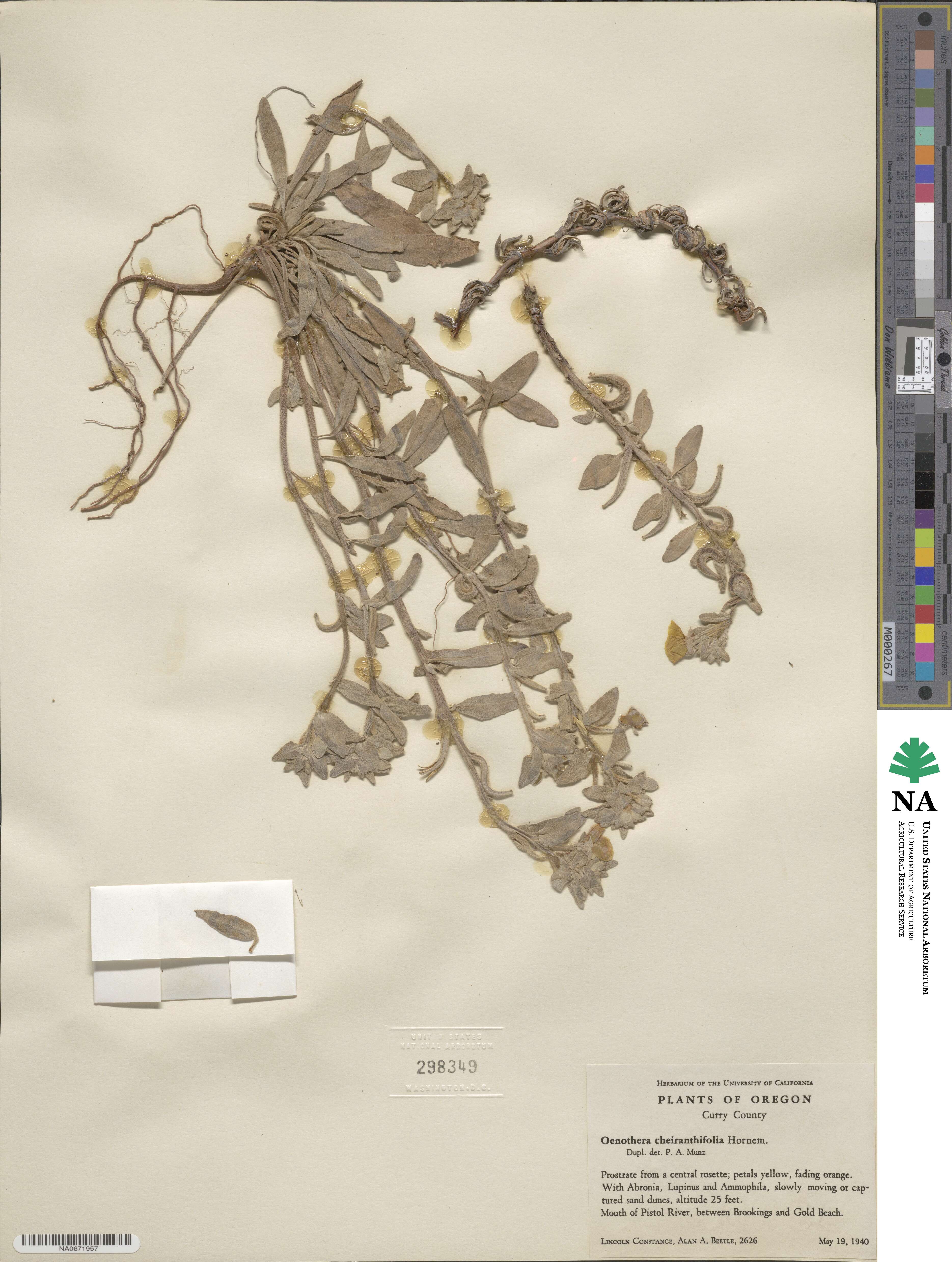 Camissoniopsis cheiranthifolia subsp. cheiranthifolia image