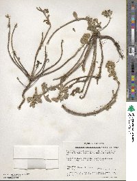 Camissoniopsis cheiranthifolia subsp. cheiranthifolia image