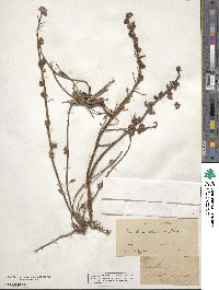 Camissoniopsis cheiranthifolia image