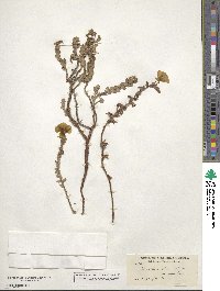 Camissoniopsis cheiranthifolia image