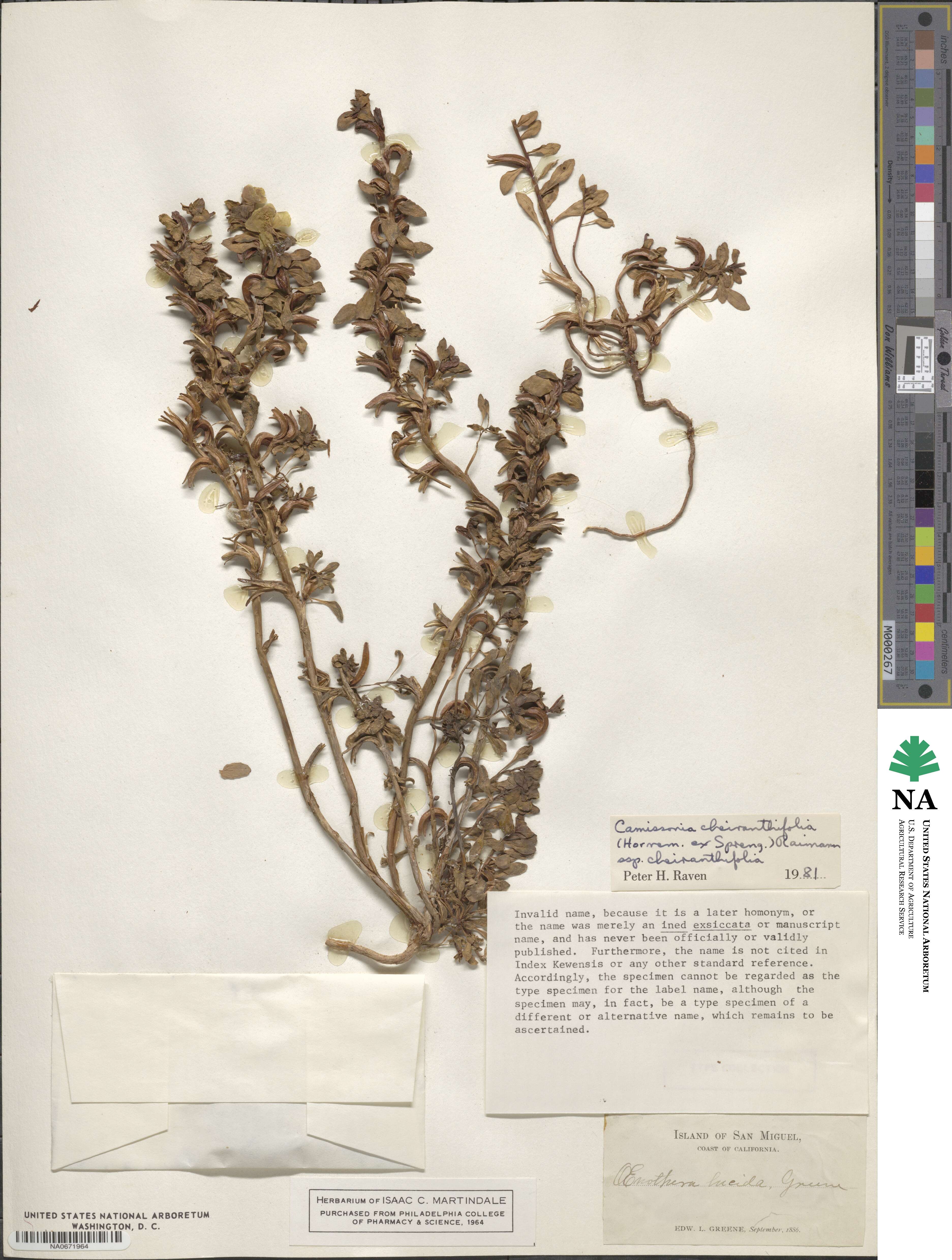 Camissoniopsis cheiranthifolia subsp. cheiranthifolia image