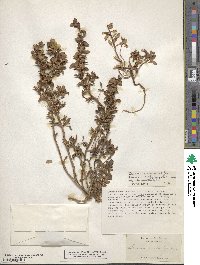 Camissoniopsis cheiranthifolia subsp. cheiranthifolia image