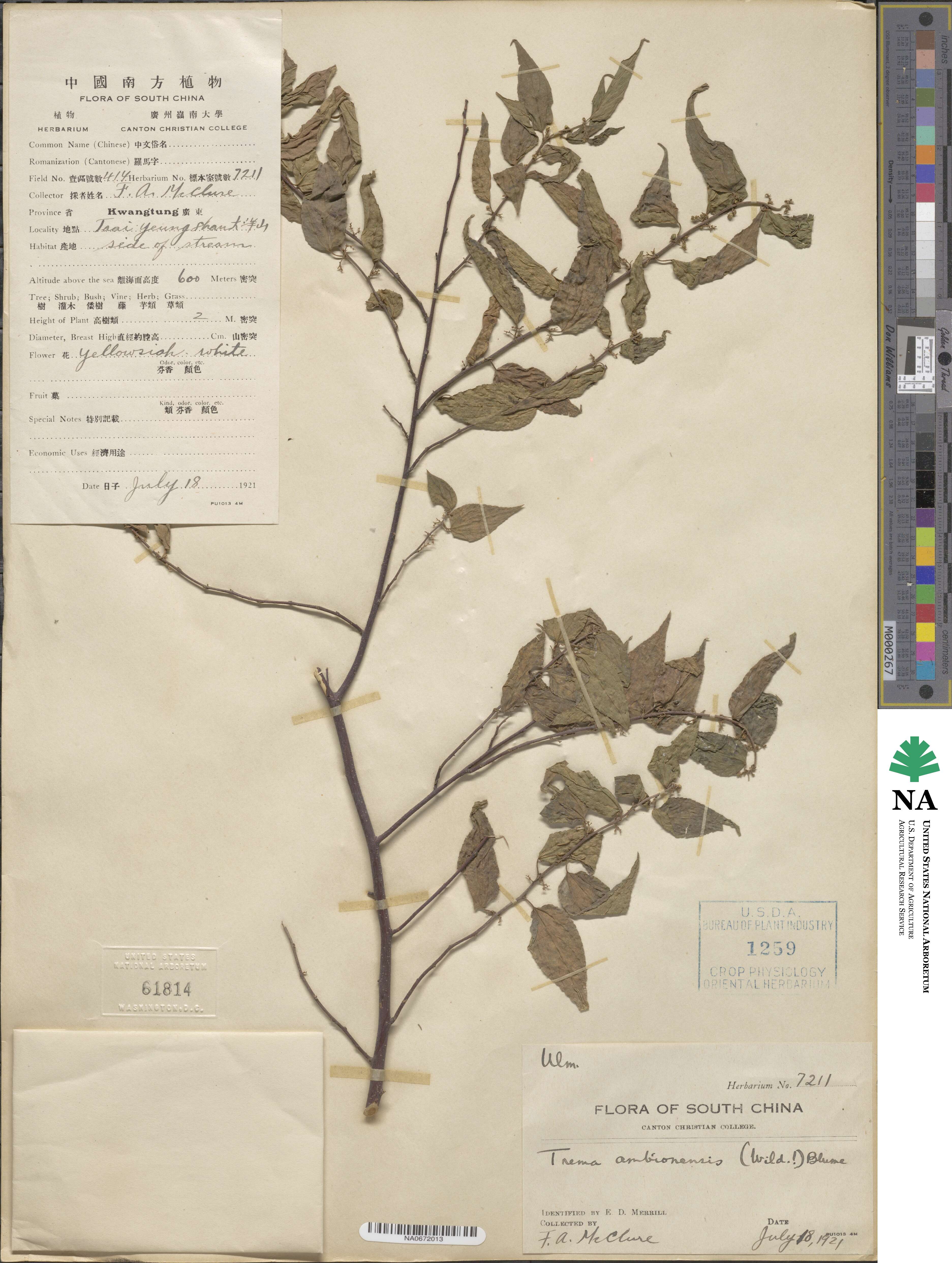Trema tomentosa image