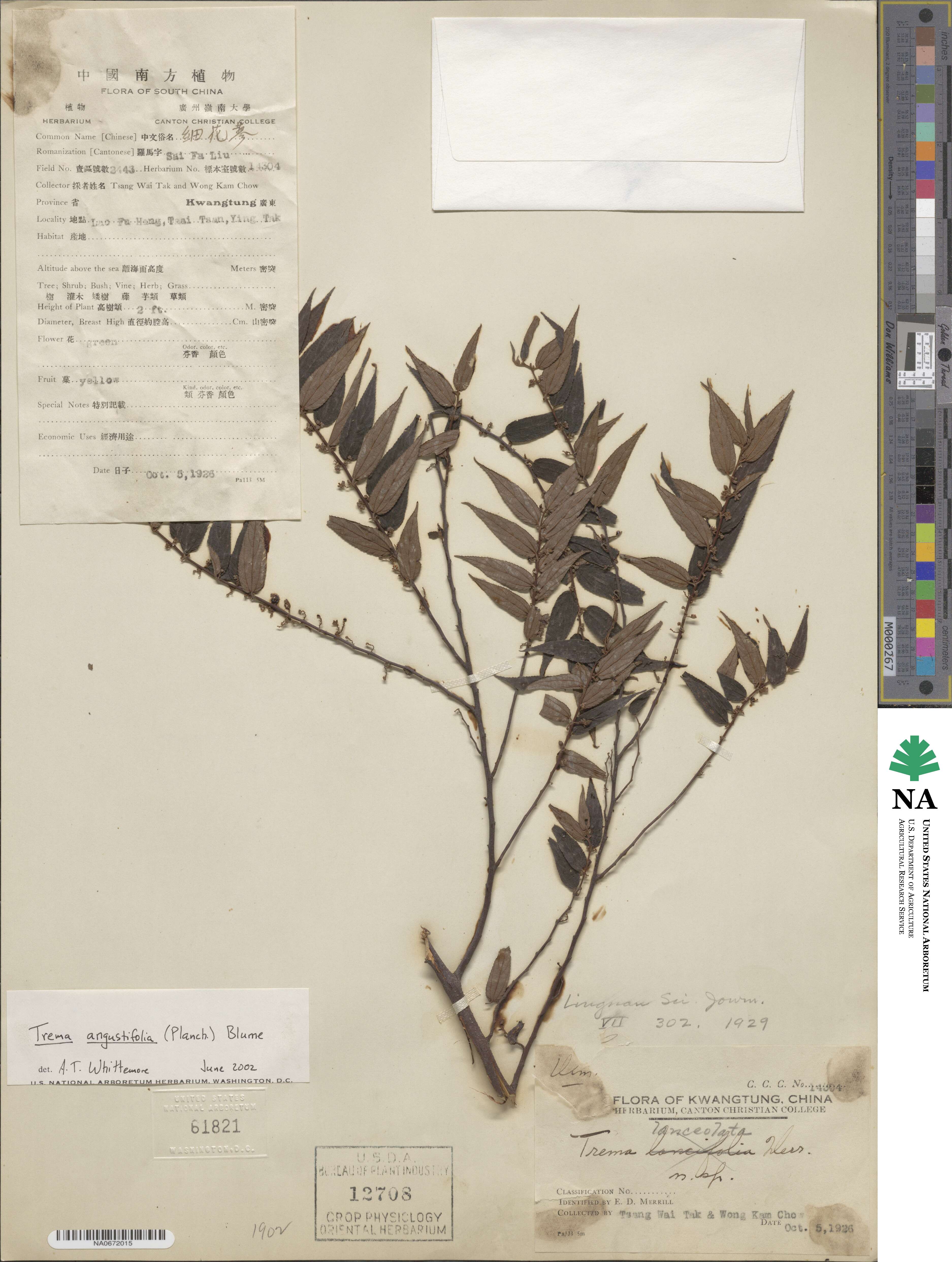 Trema angustifolia image