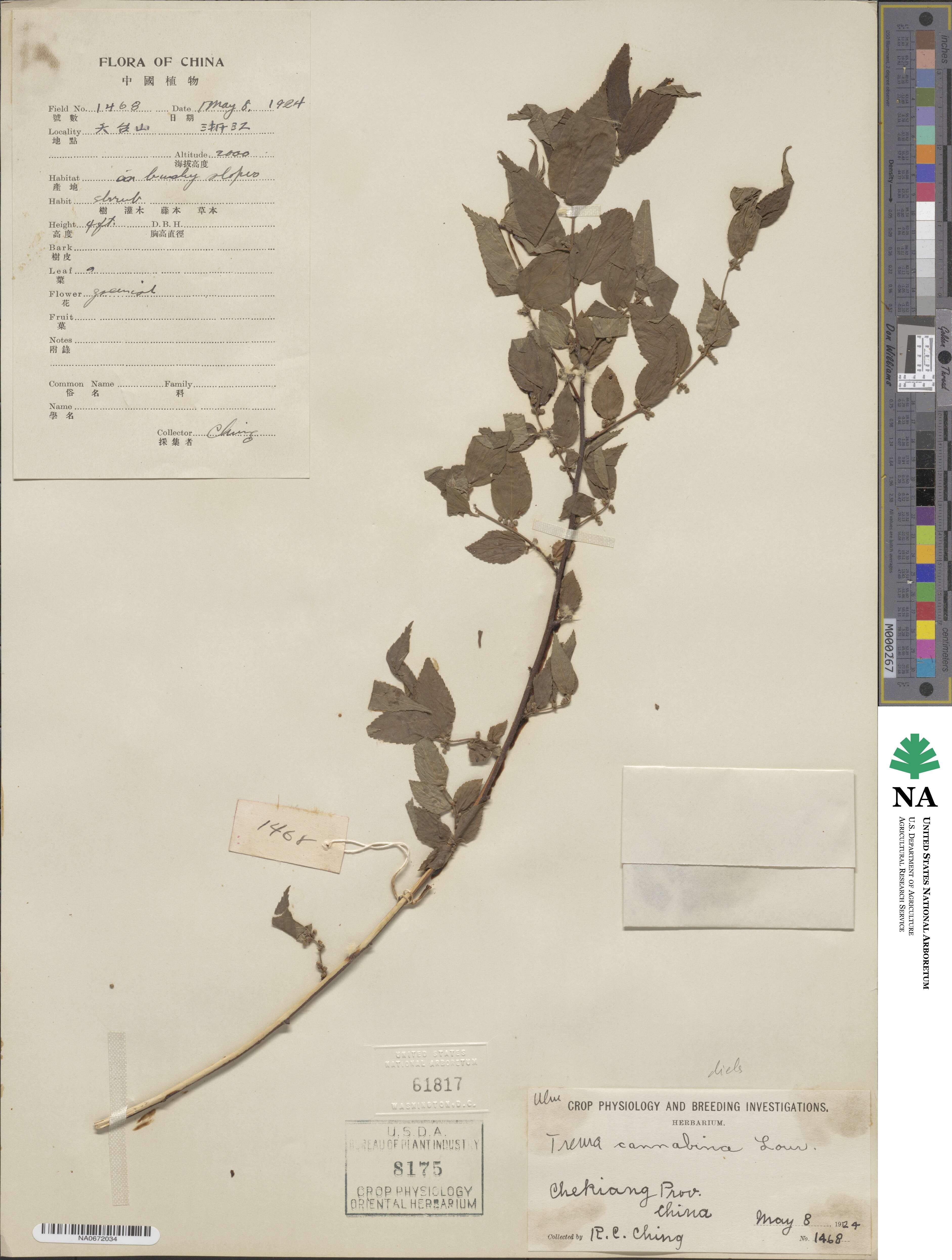 Trema cannabina var. dielsiana image