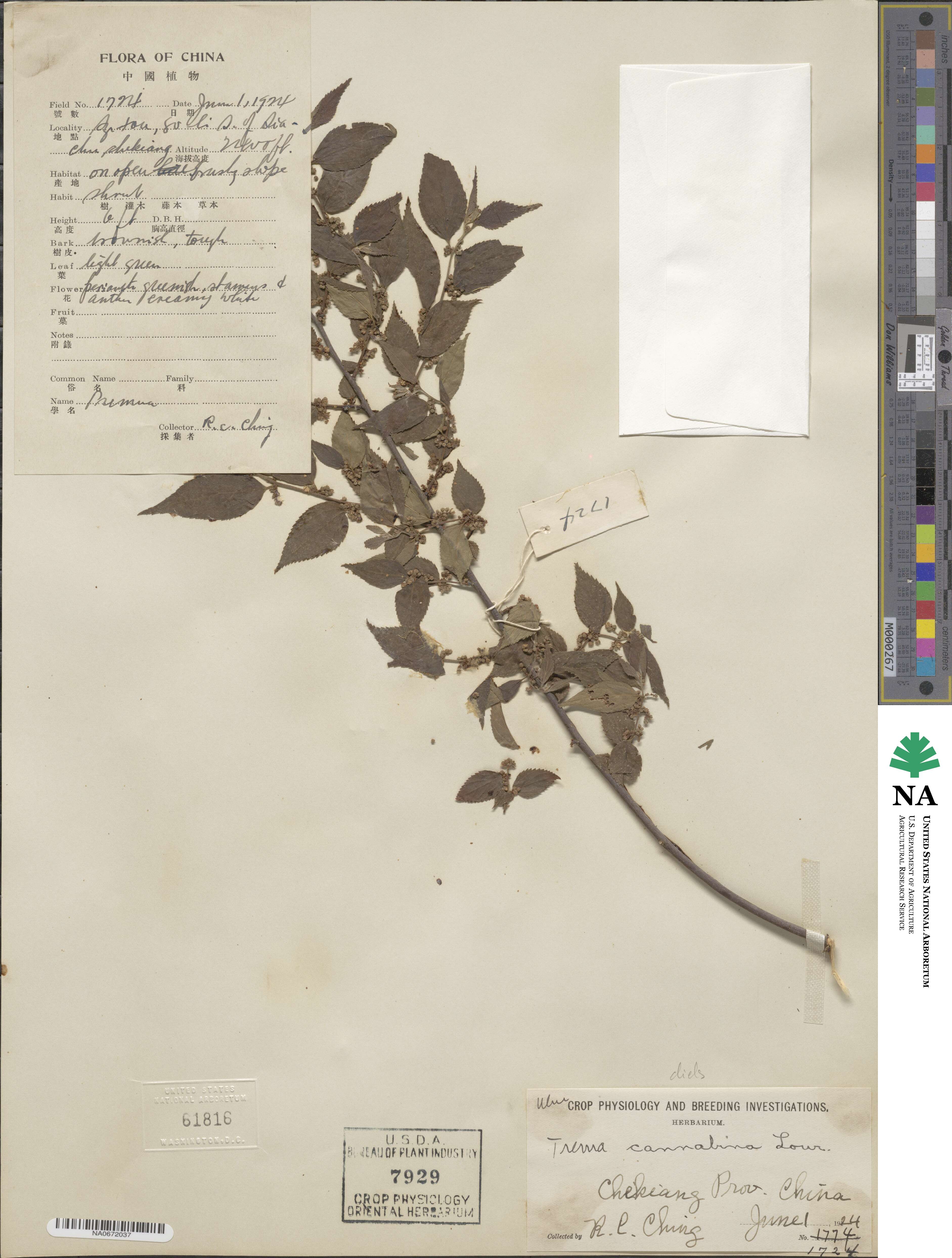 Trema cannabina image
