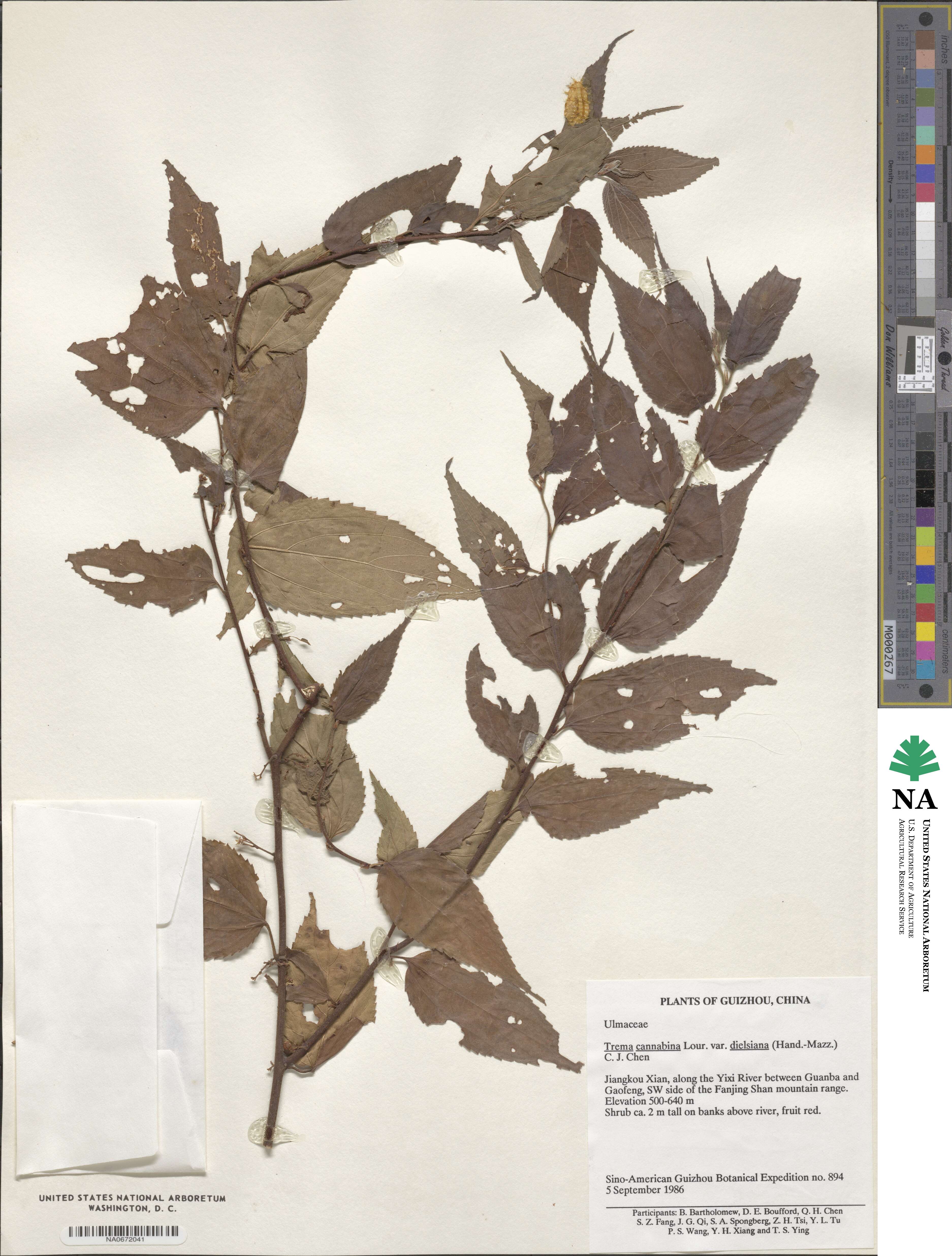 Trema cannabina image