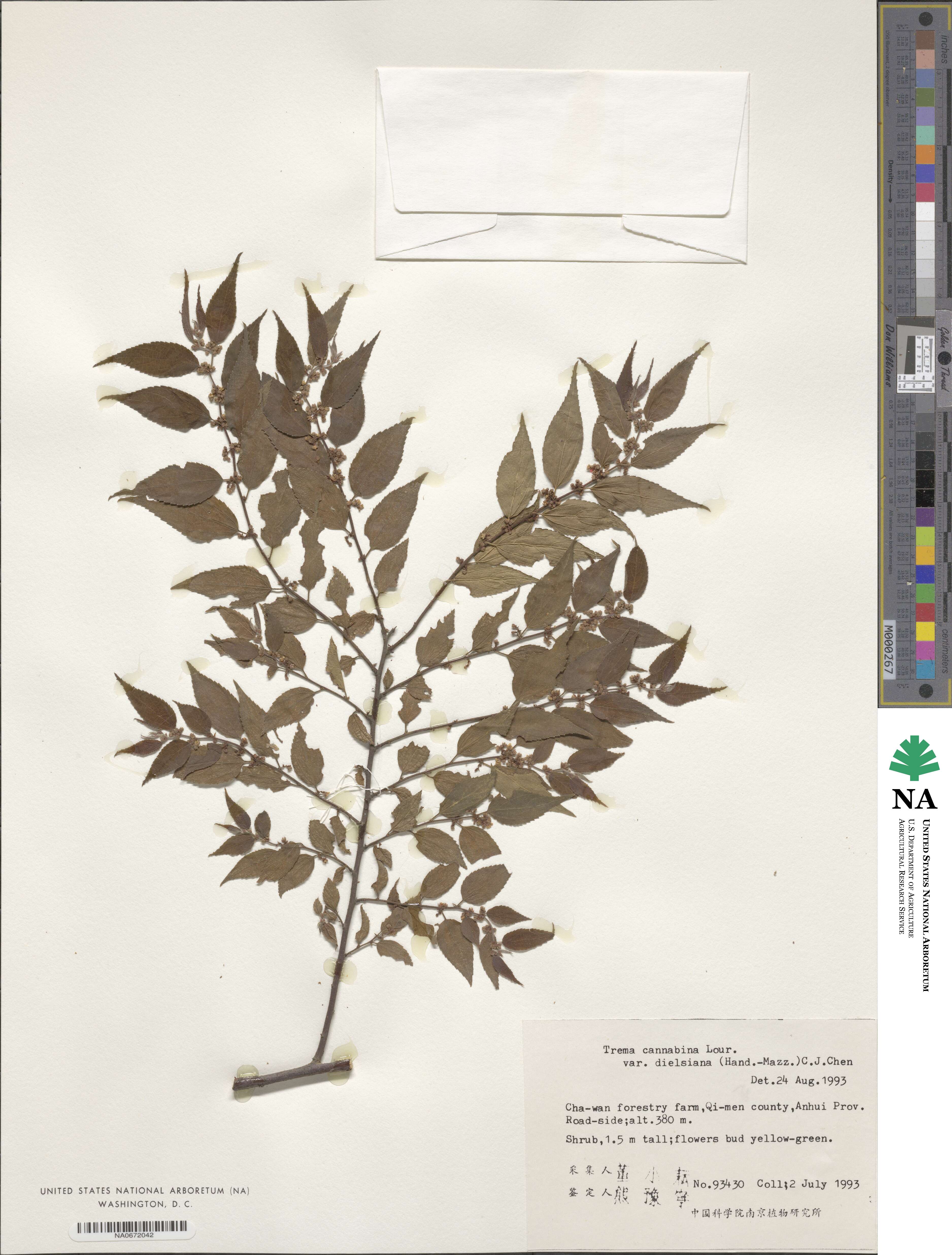 Trema cannabina image