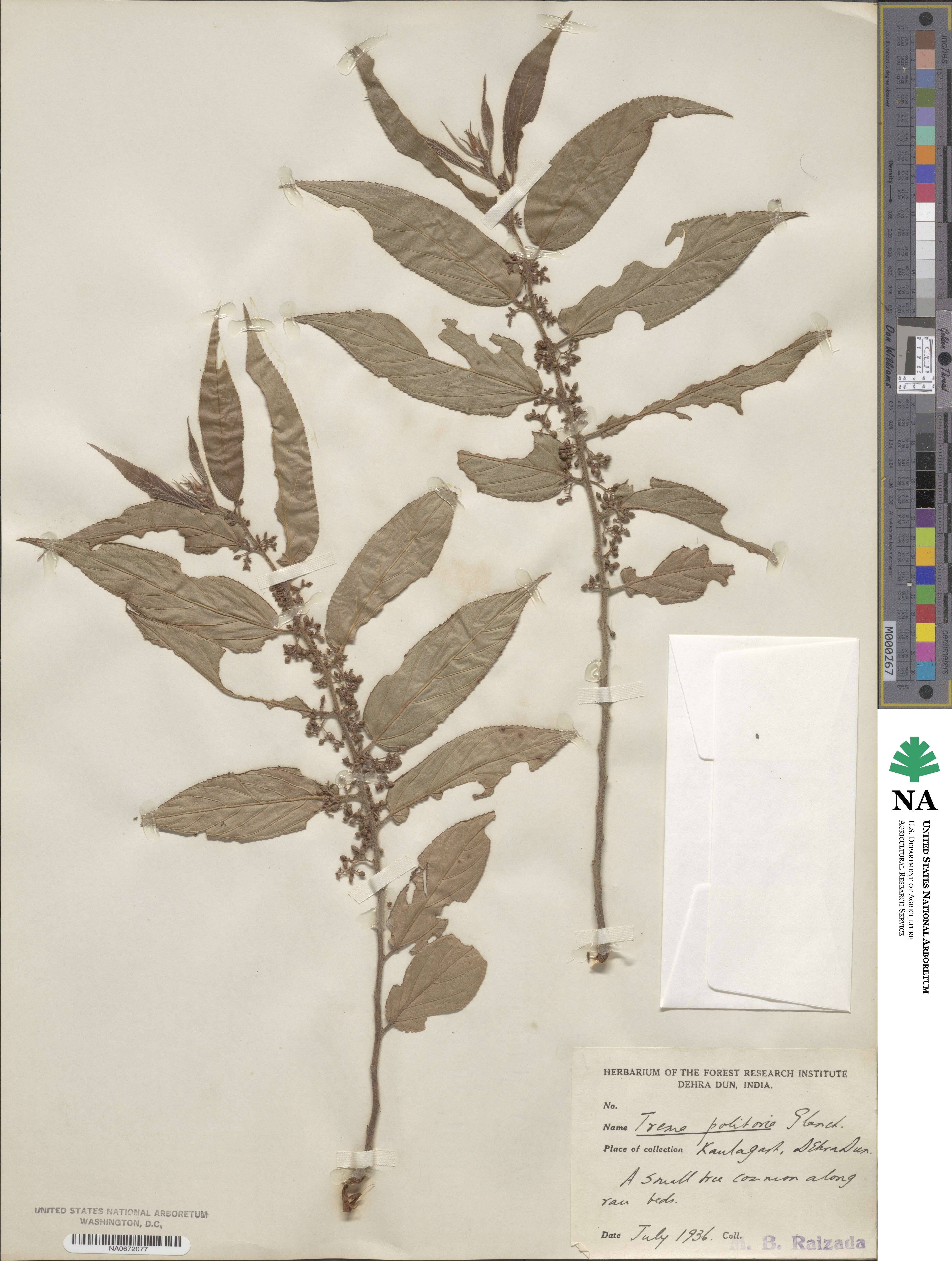 Trema politoria image