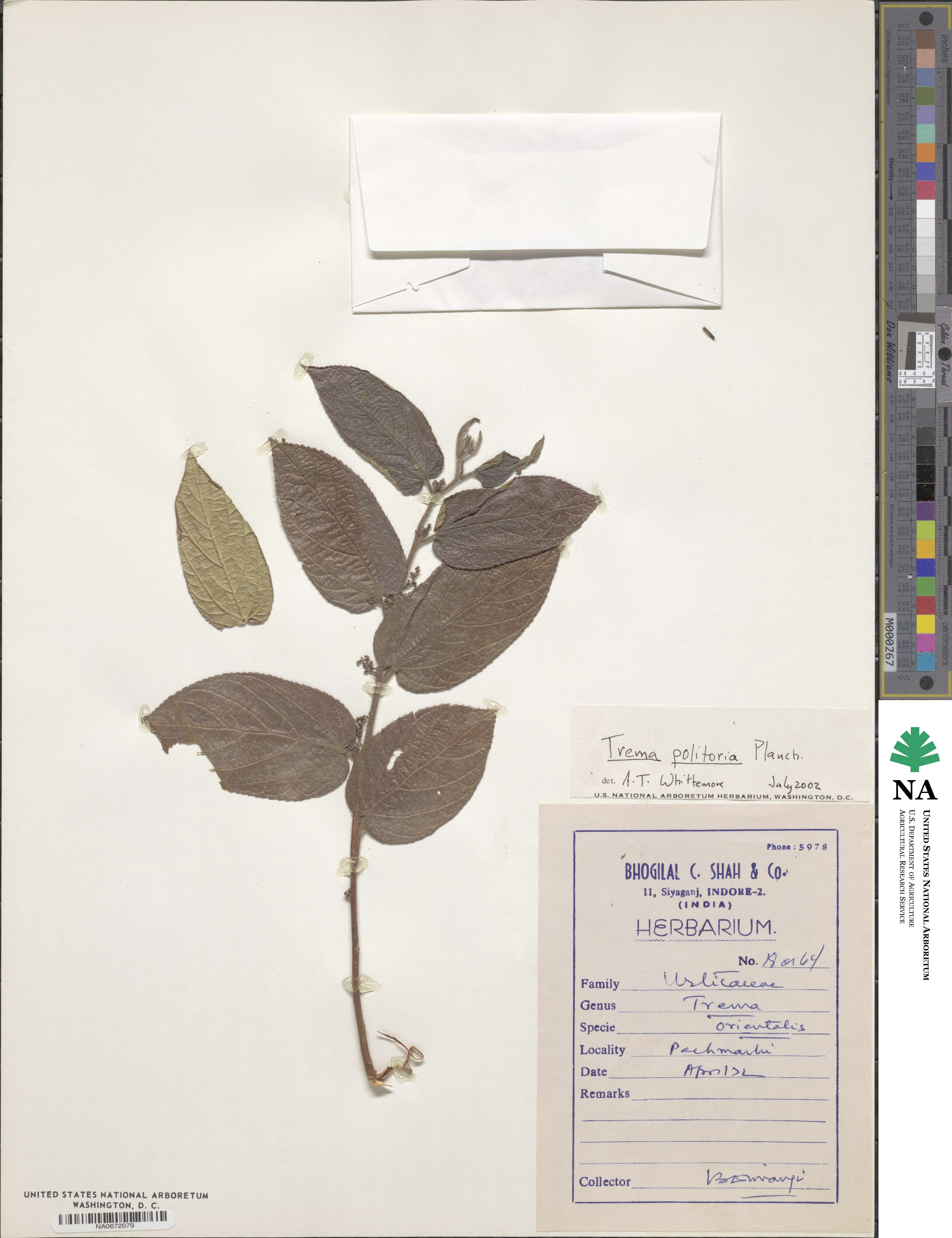 Trema politoria image