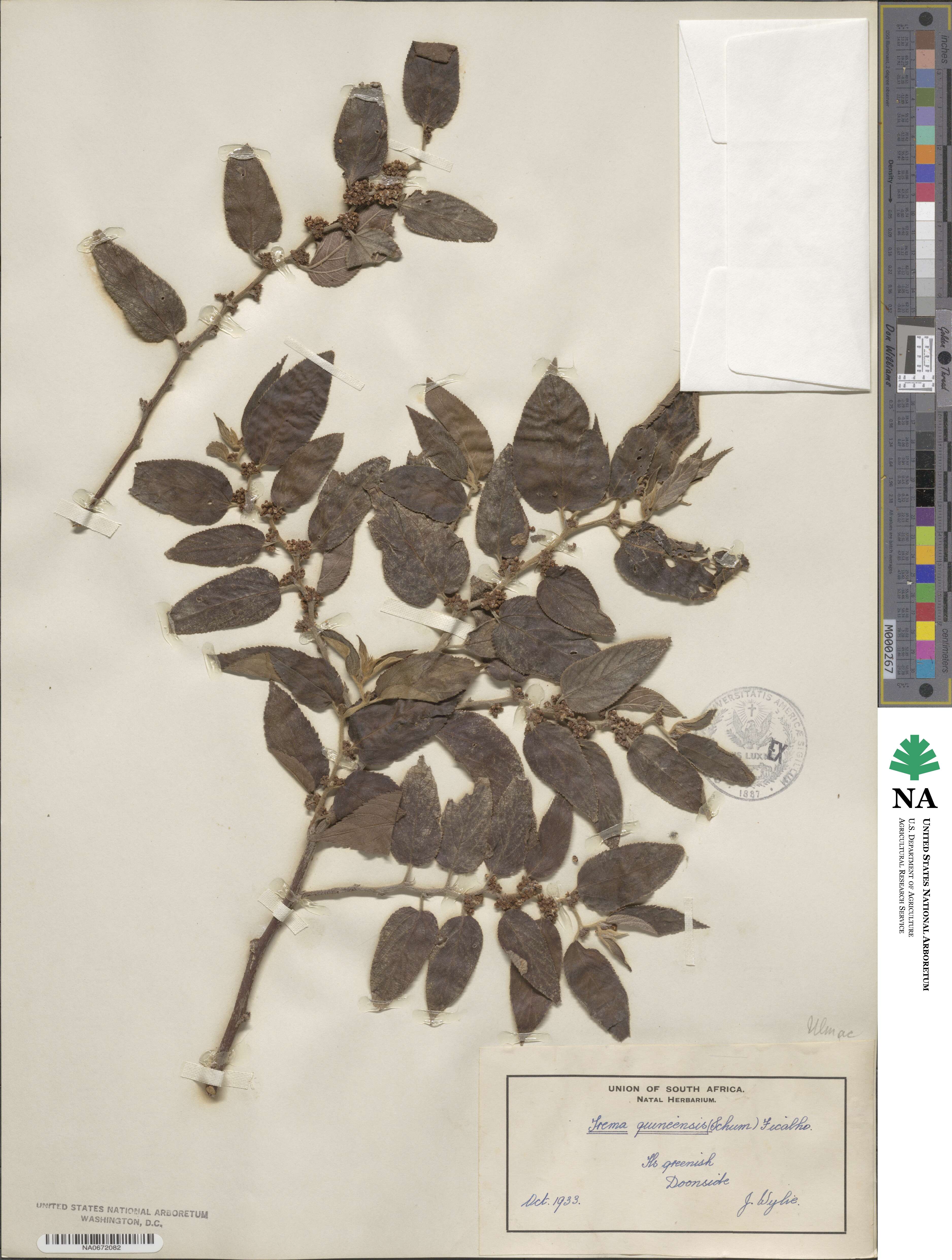 Trema guineensis image