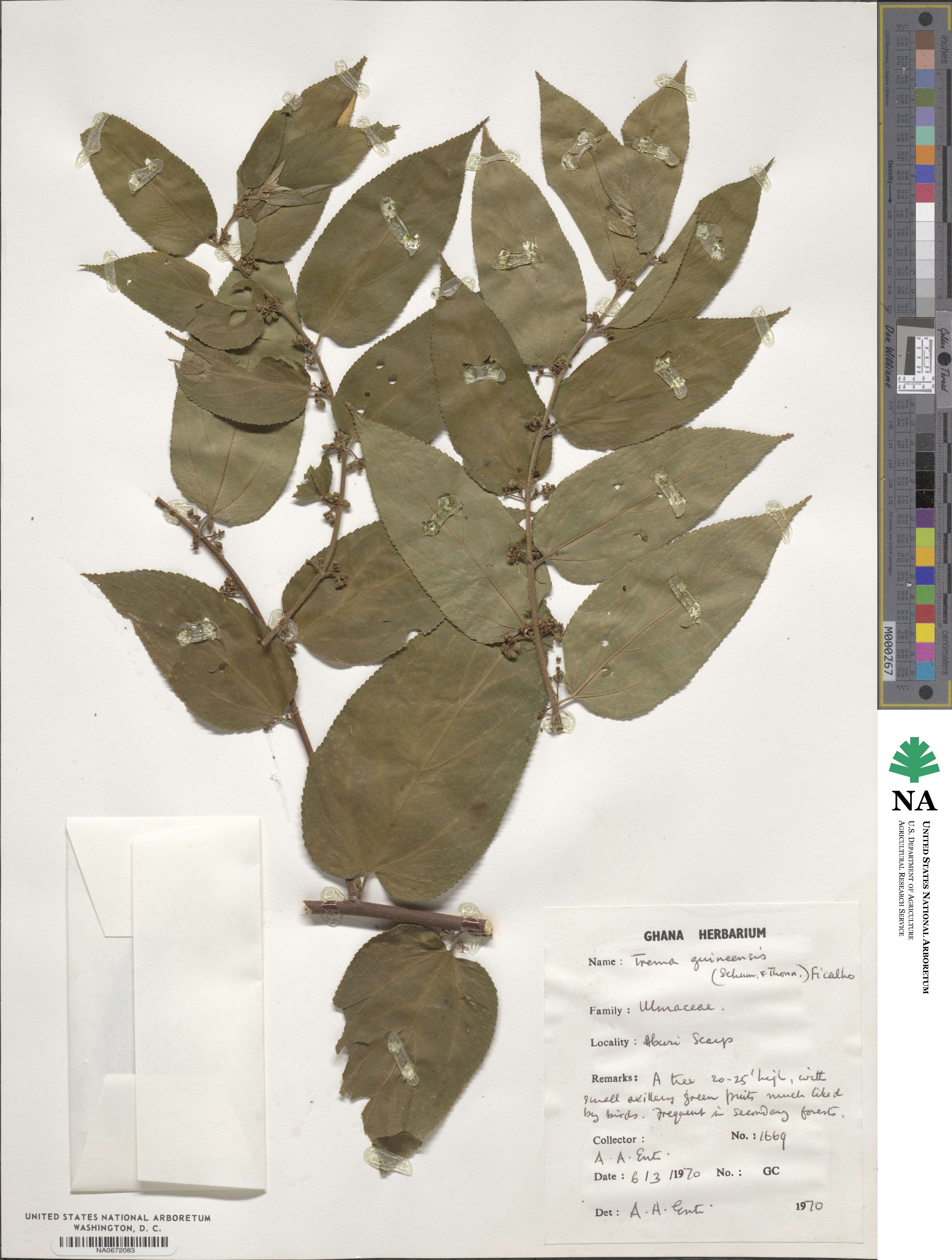 Trema guineensis image