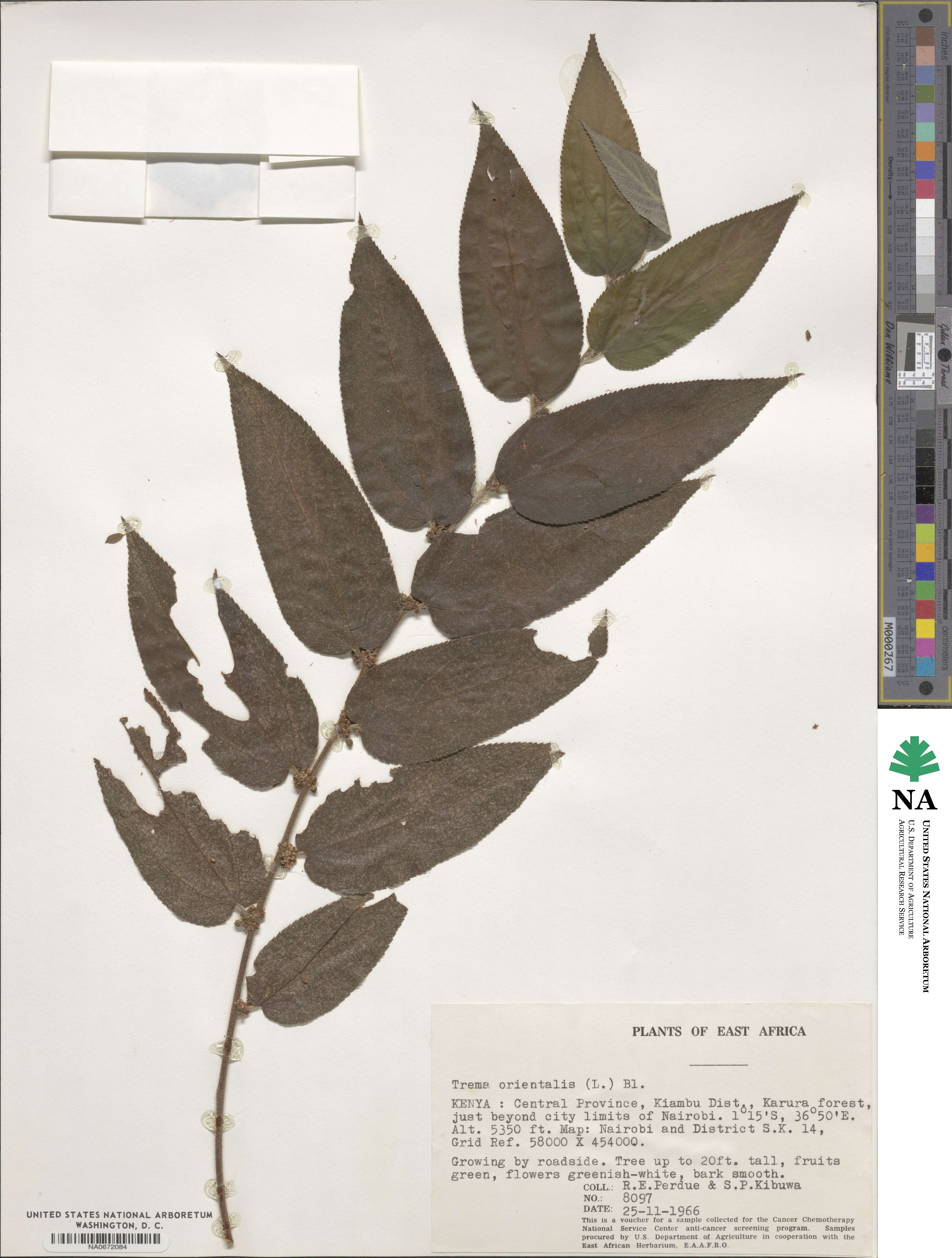 Trema orientalis image