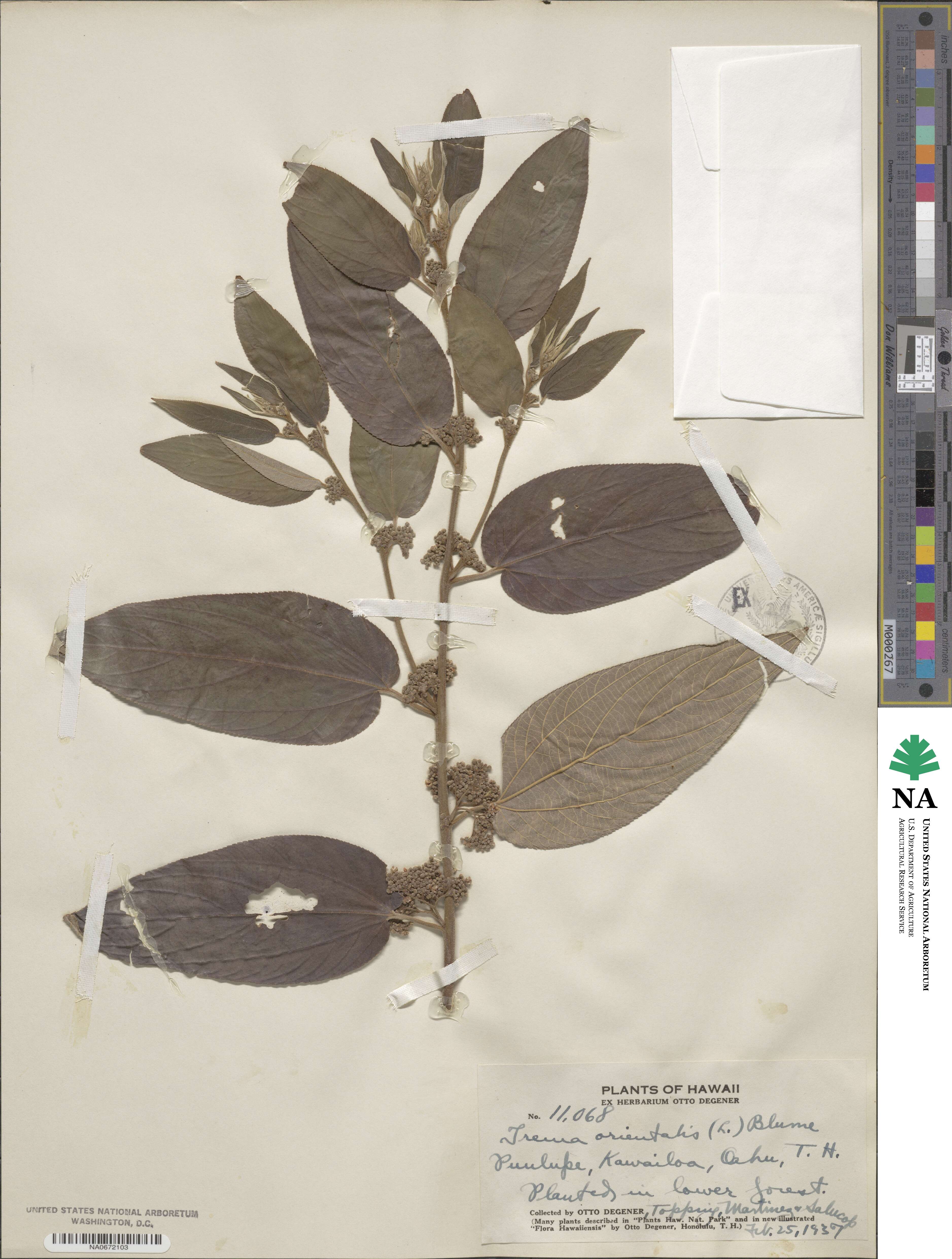 Trema orientalis image
