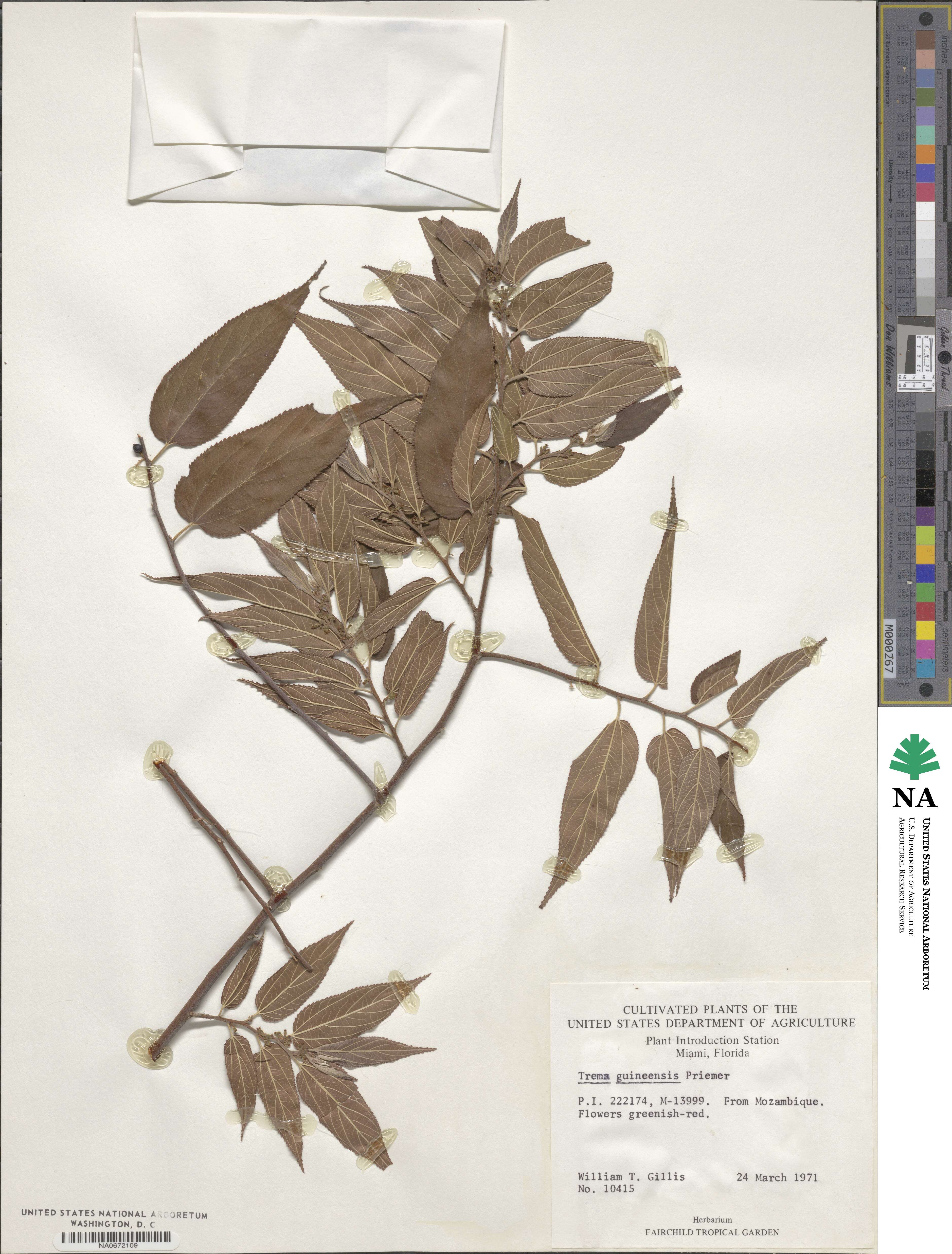 Trema image