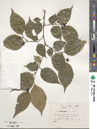 Aphananthe aspera image