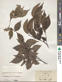 Aphananthe aspera image