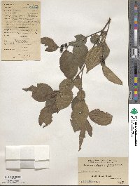 Aphananthe aspera image