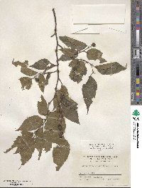 Aphananthe aspera image