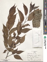 Aphananthe aspera image